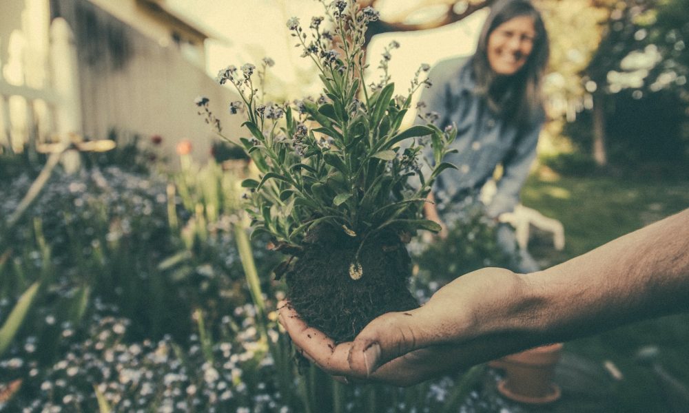 Native Plant Gardening in London