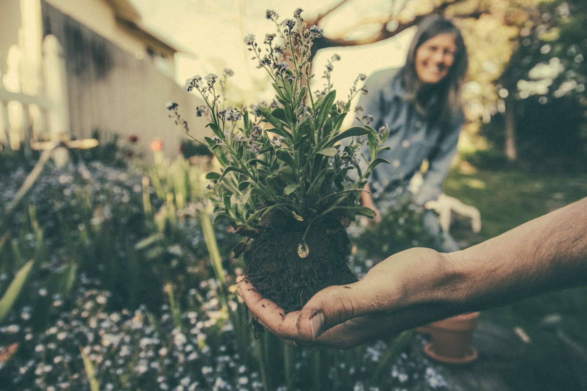 Native Plant Gardening in London