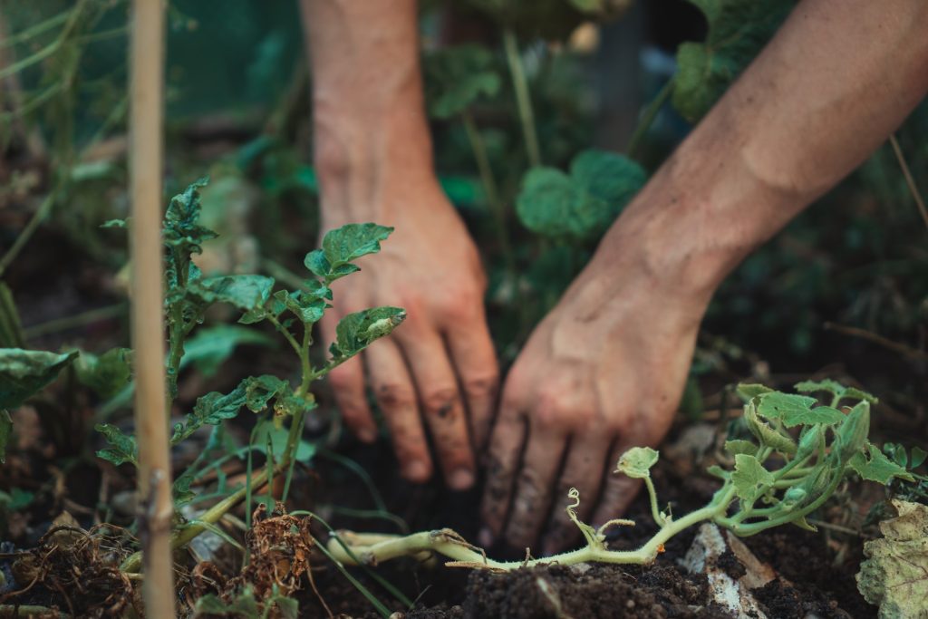 Seasonal Gardening In Glasgow in Winter