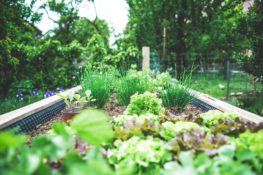 Seasonal Gardening In Summer in Glasgow