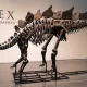 Billionaire Ken Griffin Buys Stegosaurus Fossil for $45 Million