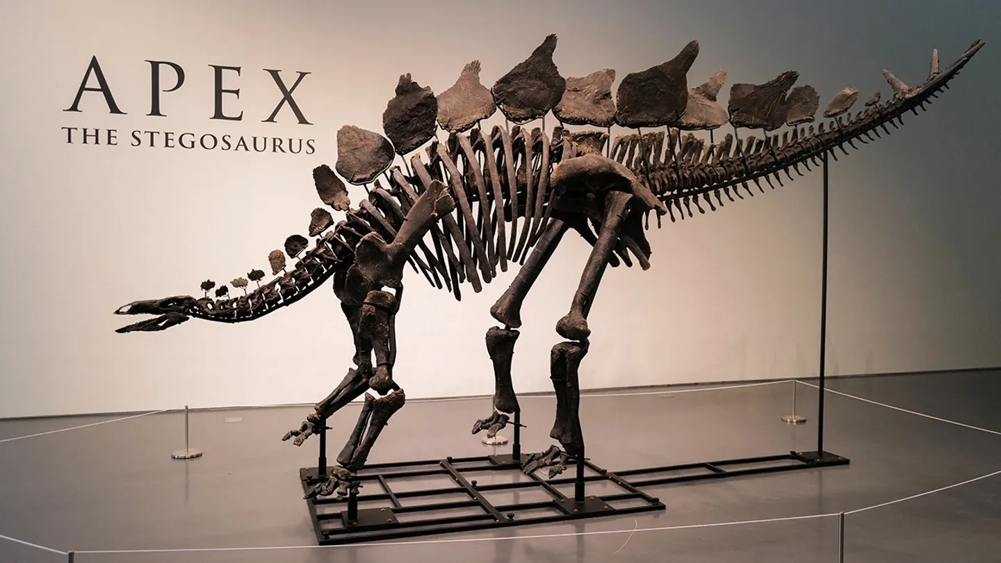 Billionaire Ken Griffin Buys Stegosaurus Fossil for $45 Million
